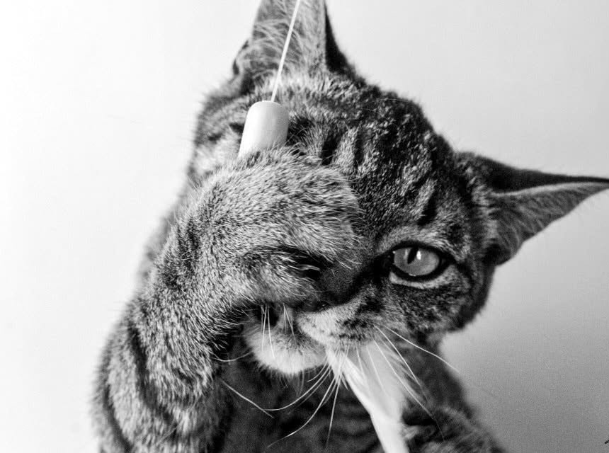 Sora, Ben's cat, playing with a dangling toy